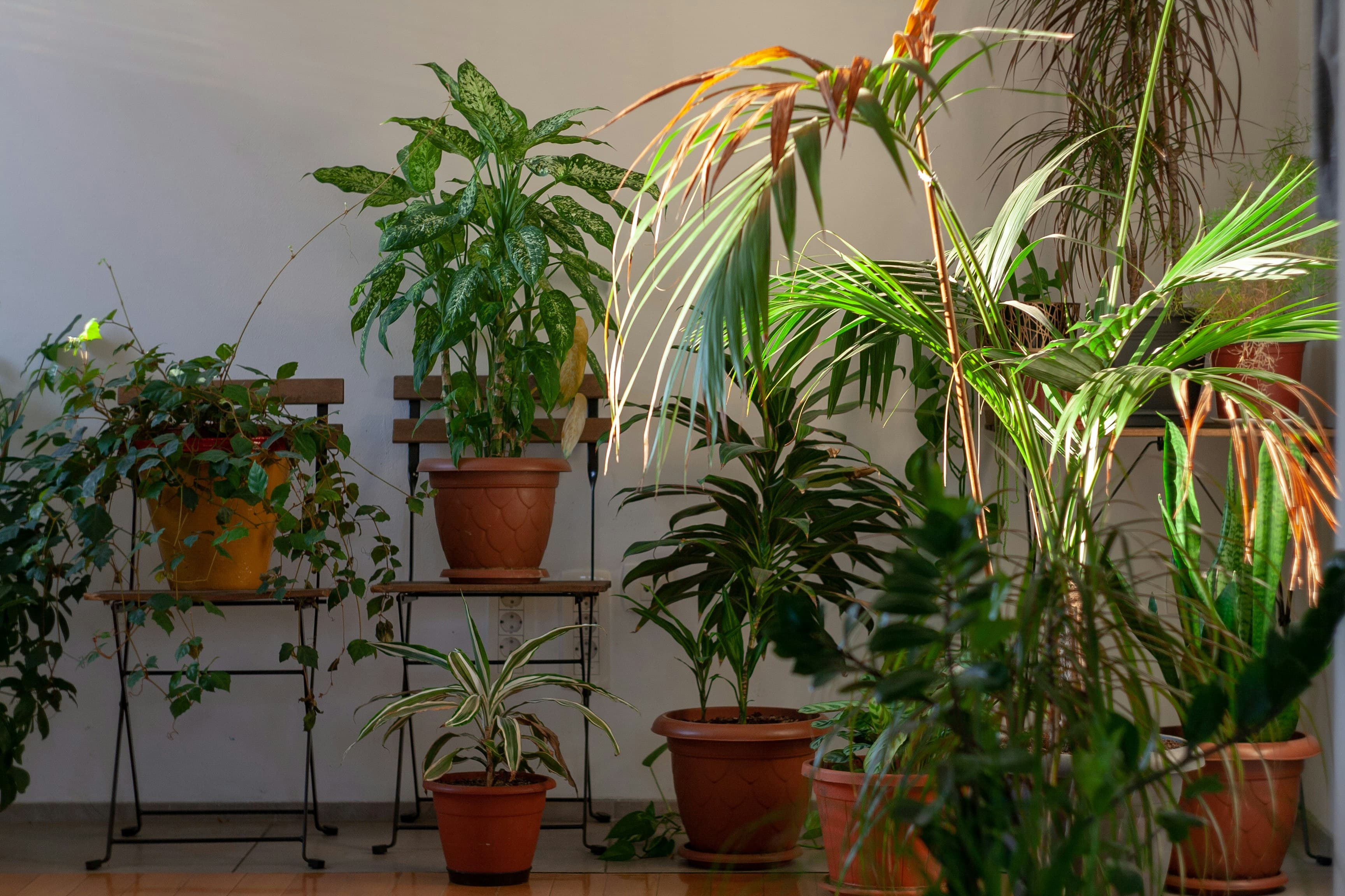 The Ultimate Indoor Plants & Gardening in 2026