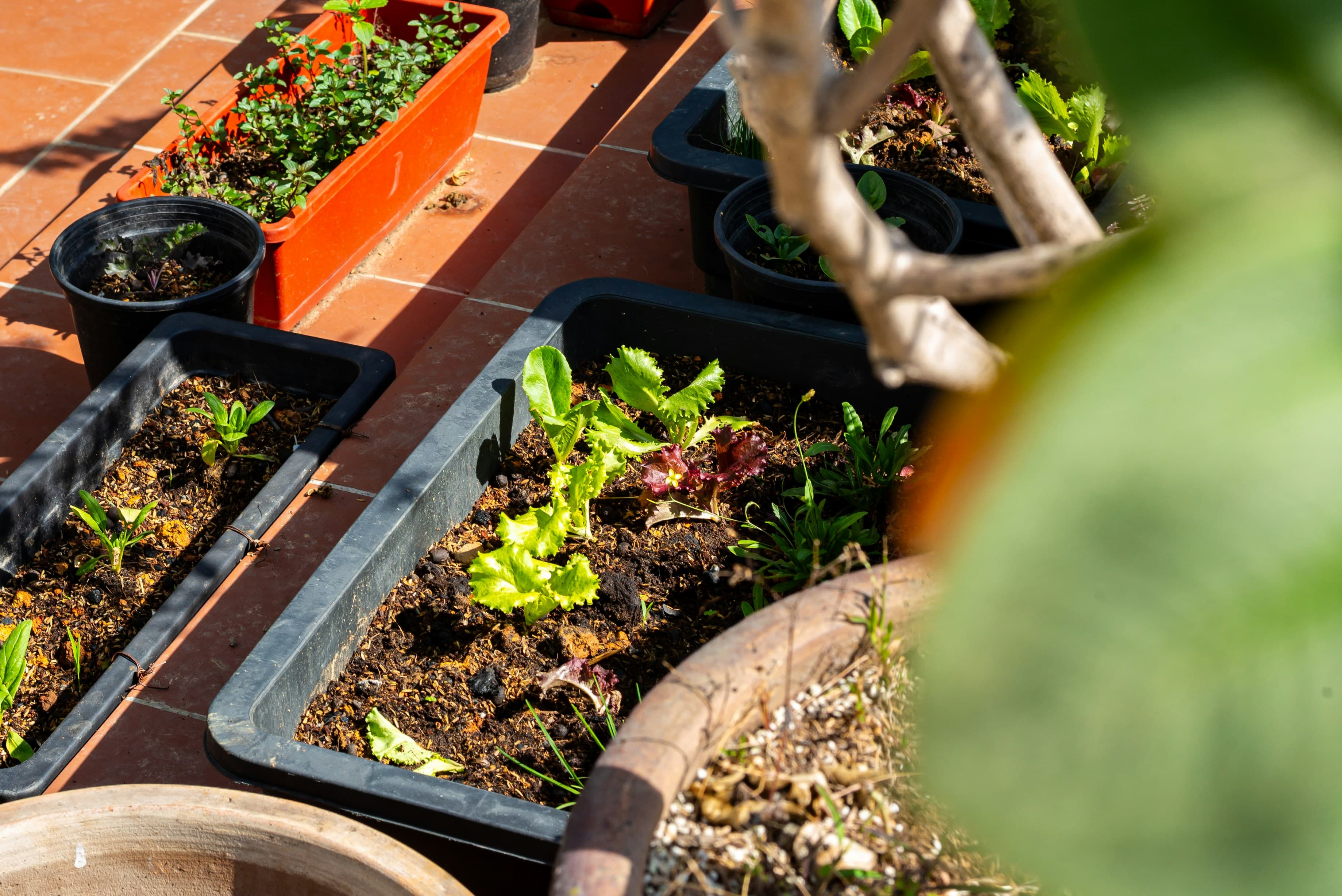 organic vegetable gardening
