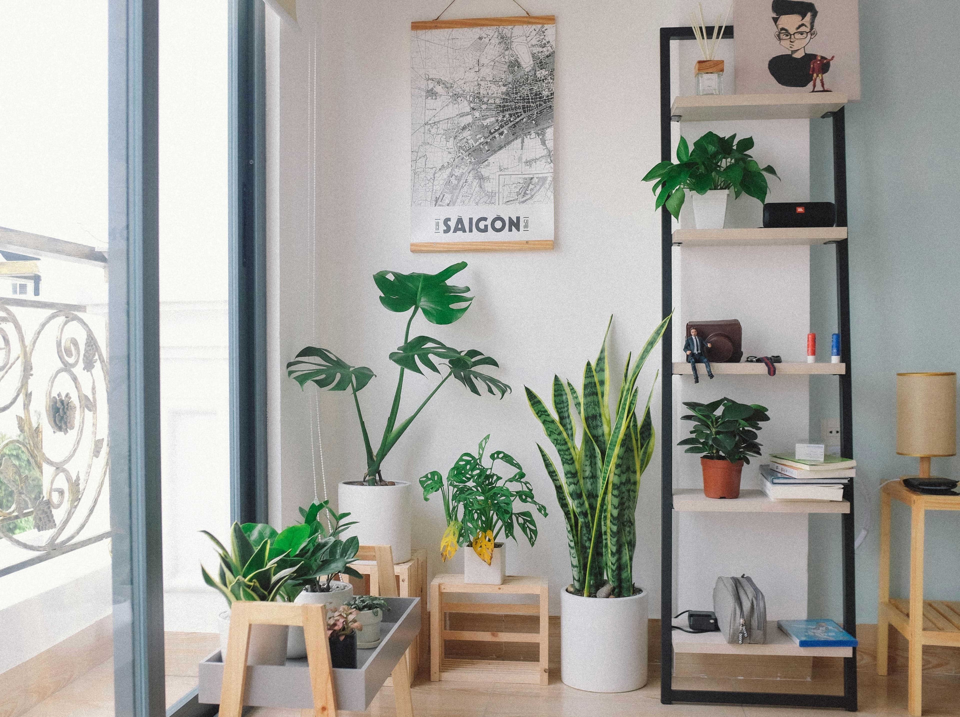 maintenance indoor plants